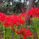 무장농협하나로마트 이미지