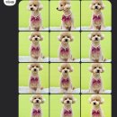 댕이샤워 이미지