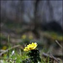 바람부는섬 이미지
