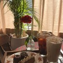 쎄라비 | 따뜻한 감성의 강릉 카페, 쎄라비 방문후기