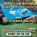 (주)블랙피그 | [블랙피그 시흥 애견카페] 여름에도 시원한 애견수영장, 서울 근교 강아지랑 갈만한 곳