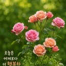 아름다운 들꽃길 아침운동길 ㅡ 임 영웅 노래 베스트 9곡 ㅡ 들꽃이 될게요 임 영웅 노래ㅡ 그댈위한 멜로디 임 영웅 노래ㅡ 이미지