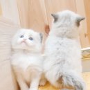 익산원펫 네이버블로그