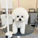 멍뭉미 | 창원애견놀이방 멍뭉미 후기 실내 실외 뛰어노는 곳