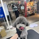 센트럴 독 이미지