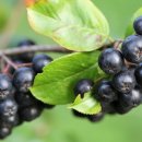 아로니아 이미지