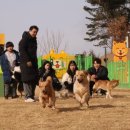 달서반려견놀이터