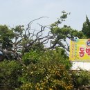 동백나무집 이미지