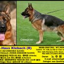 챔피언 애견농장 이미지