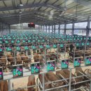 우들농장 | 가축투자계약증권 3호 송아지 구매하러 경매장 다녀왔어요!