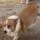 오늘도 신나개 이미지