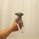 블루켄넬 이미지