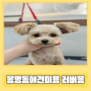 러버몽 이미지