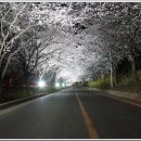 섬진강봄소식 이미지