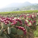 백사농장 이미지