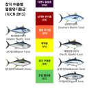 해양참치 이미지