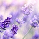 녹색동물약국 이미지