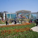 튤립 | 에버랜드 튤립축제 후기, 퍼레이드는 최고 워킹사파리는 포기해야 하는 이유