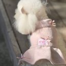 강아지부띠끄