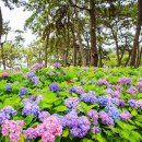 해운대 송림공원 수국동산