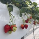 수농장 | 경주 딸기체험 키즈베리 🍓 달콤한 무농약 딸기농장 내돈내산 후기