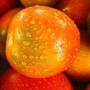 블루토마토 이미지