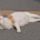 부산강서경찰서 이미지