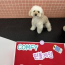 흥동로 | 내 새꾸 웃음을 되찾게 해준 고마운 김해애견유치원 컴피!