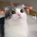 살랑 그루밍 이미지