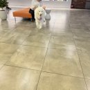 멍박스 | 반려견과 함께 영화관람 멍콕x메가박스 시네멍