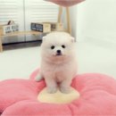 폼스키 분양 폼스몽 강남본점 | 화이트폼스키 특징 울산애견분양 전 꼭 알아야 할 관리 포인트