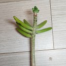 청솔 이미지