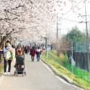 조천변 벚꽃길 이미지