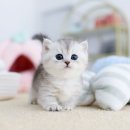 개인화물429 | 브리티쉬먼치킨 실버 남아 포토와 영상으로 인사드려요~!