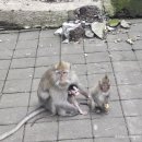 왕궁농장 | 🇮🇩 발리 2주살이 솔직 후기 [우붓편 1탄] :: 바투르산...우붓시장, 우붓 왕궁, 몽키포레스트, 우붓 펍 추천