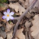 새들의 아침 이미지