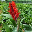칸나(Canna)