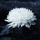 고래의꿈 수족관 이미지