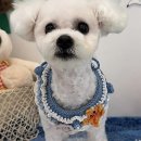 뽀송뽀송 애견미용 이미지