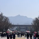 낭그늘 | 과천 서울대공원 동물원 봄 나들이 추천 아이와 가기좋은곳 피크닉 개화상황