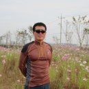 코스모스길 이미지