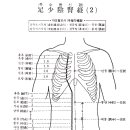 ● 장부명당경혈학(臟腑明堂經穴學) - 족소음신경(足少陰腎經) 이미지