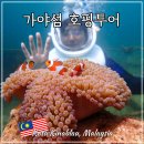 코타키나발루 가야섬 사피섬 여행 호핑투어 패러세일링 씨워킹 패키지 후기