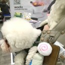 펫맘애 | 【2025 일산 메가주 후기】 11월 킨텍스 펫페어 추천 제품 할인 정리 / 유모차 없이 강아지랑 방문했어요