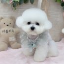 디바인퍼피 이미지