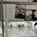 부산 강아지 24시 애견미용호텔유치원 도그드림(서면점) 이미지
