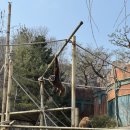 사자산달바위집 | [용인] 3월 에버랜드 튤립축제🌷 솔직 후기🔥 워킹사파리🐘 씨라이언🦭 + 놀이기구 꿀팁 • 먹거리 • 할인...