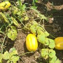 김명수 농장 이미지