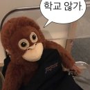 벚꽃의 꽃말은