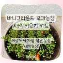 새싹농장 | 세상에서 가장 작은 농장｜바니그라운드 꼬마 농장 새싹키우기 키트 후기